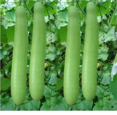 HY. BOTTLE GOURD BHADRADRI